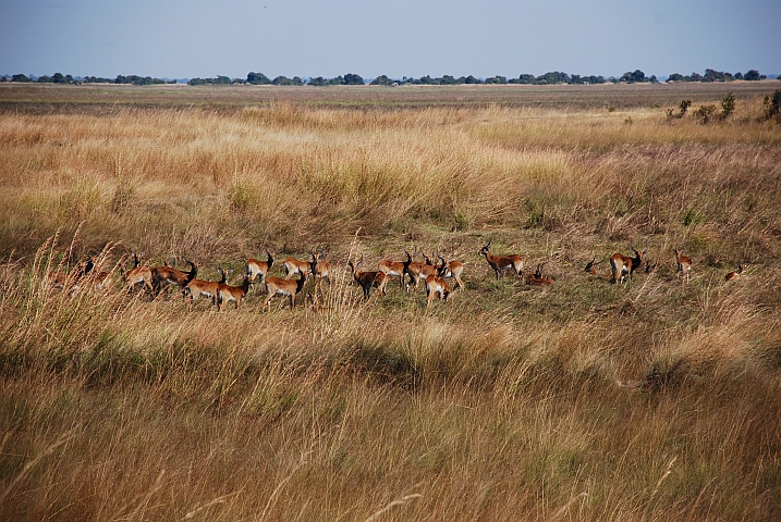 Black Lechwe-Junggesellenverband am Rande der Bangweulus&uuml;mpfe am Luapula