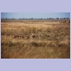Black Lechwe-Junggesellenverband am Rande der Bangweulus&uuml;mpfe am Luapula