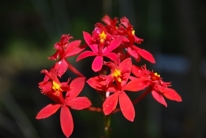 Feine, rote Bl&uuml;ten