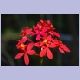 Feine, rote Bl&uuml;ten