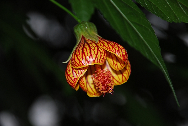 Chinese Lantern-Bl&uuml;te