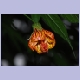 Chinese Lantern-Bl&uuml;te