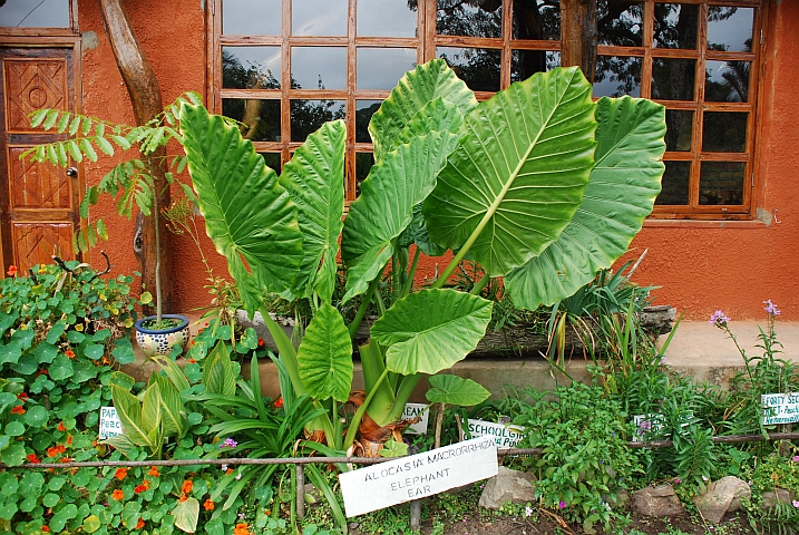 &ldquo;Elephant ear&ldquo;-Pflanze vor der Lodge von Kapishya Hot Springs