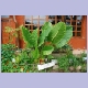 &ldquo;Elephant ear&ldquo;-Pflanze vor der Lodge von Kapishya Hot Springs
