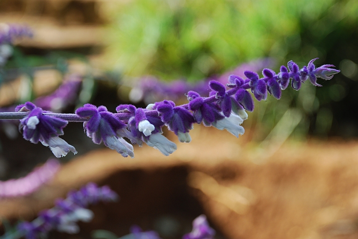 Violette Bl&uuml;tenrispe in den Usambaras