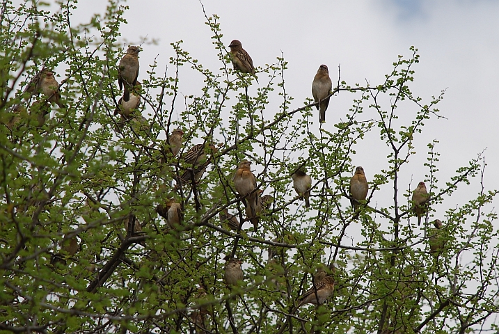 Zumindest einige von diesen V&ouml;geln im Busch sollten Red-billed Queleas (Blutschnabelweber) sein