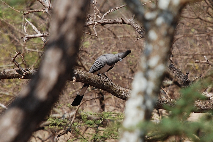 White-bellied Go-away-bird (Weissbauch-L&auml;rmvogel)