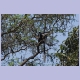 Black-and-white Colobus (Seidenaffe) im Murchison Falls Nationalpark