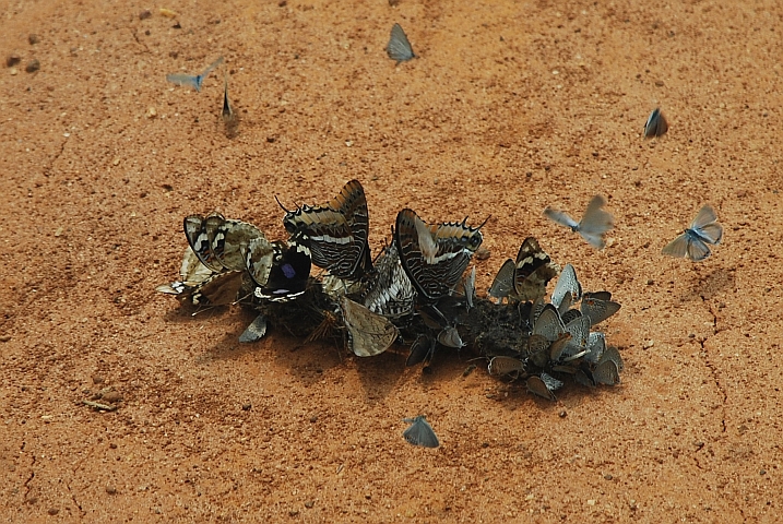 Schmetterlinge