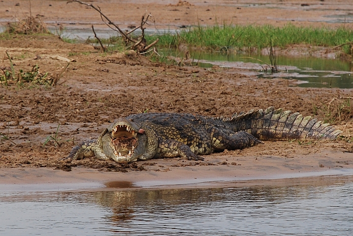 Grosses Nilkrokodil zeigt seine Z&auml;hne