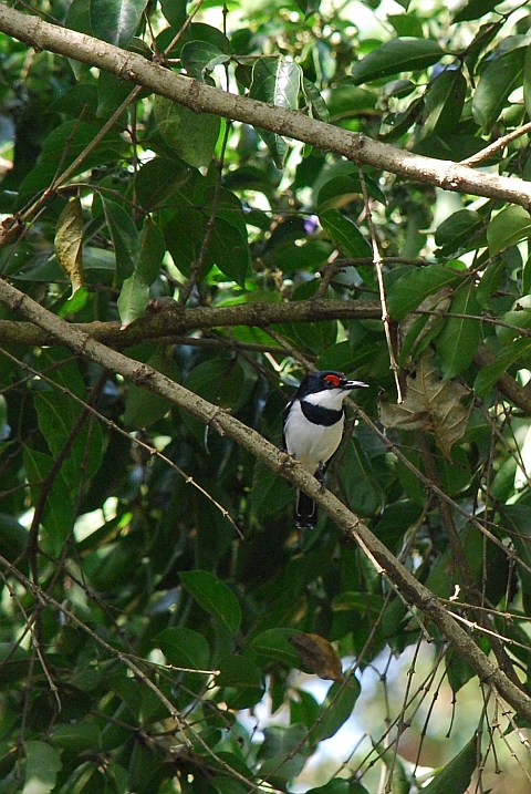 M&auml;nnlicher Brown-throated Wattle-eye (Lappenschn&auml;pper)