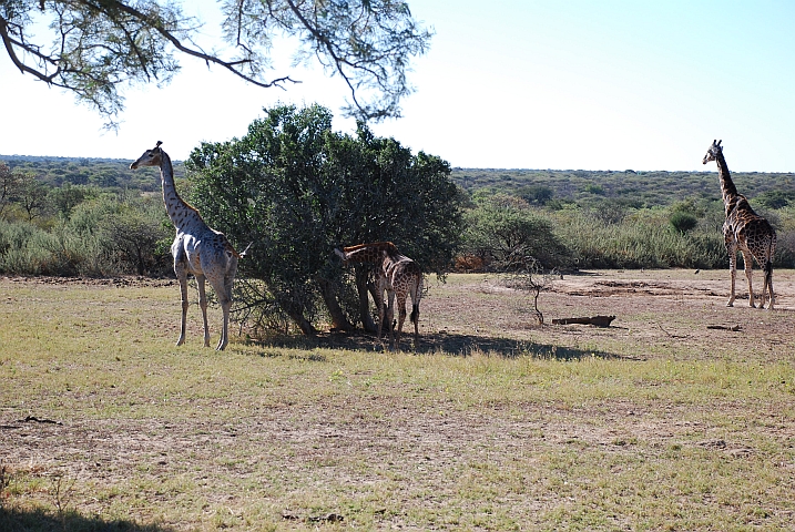Giraffenfamilie