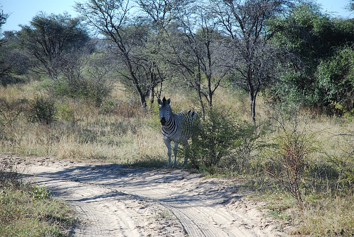 Neugieriges Zebra am Pistenrand