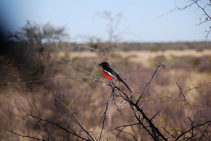 Crimson-breasted Shrike (Rotbauchw&uuml;rger)