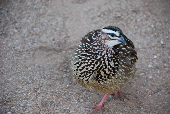 Neugieriges Crested Francolin