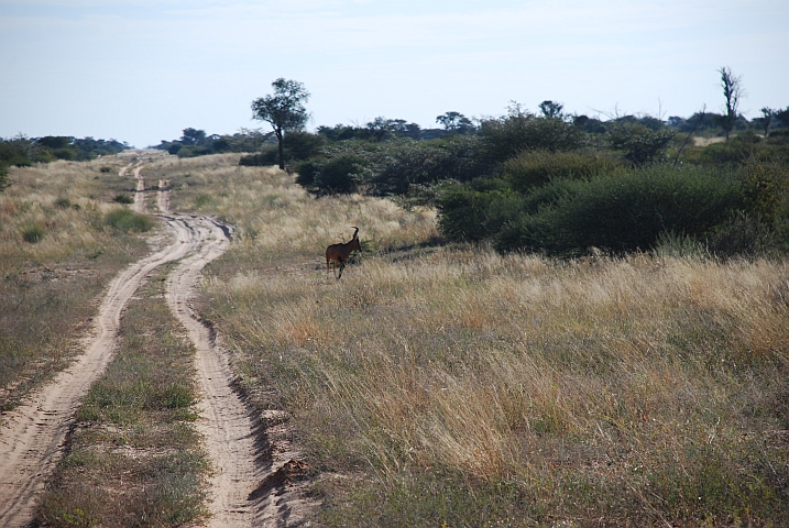 Red Hartebeest an der nun breiteren Piste in der Feuerschneise