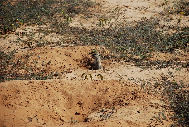 Ein Kap-Borstenh&ouml;rnchen oder (einfacher und logischer) Ground Squirrel