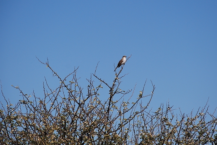 Marico Flycatcher