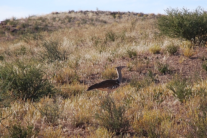 Kori Bustard (Riesentrappe)