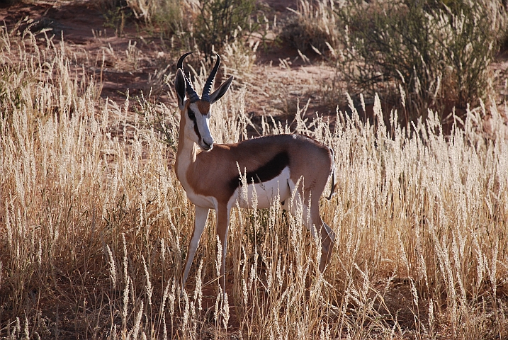 Springbock