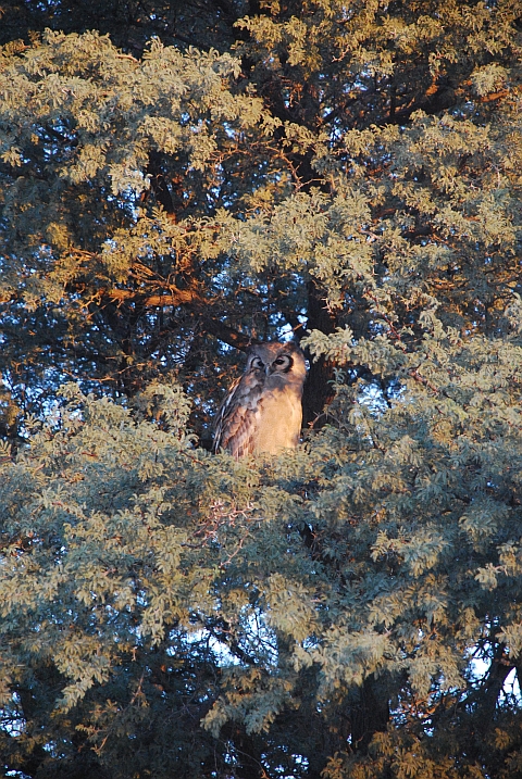 Verreaux&rsquo;s Eagle-Owl (Blassuhu) in der Morgensonne