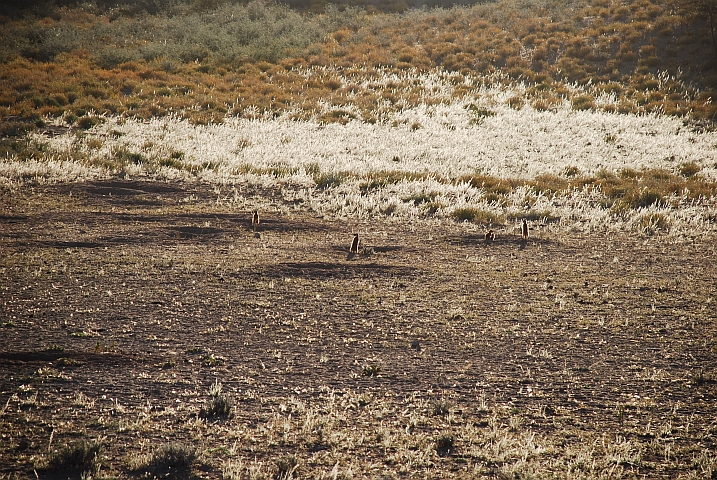 Suricate (Erdm&auml;nnchen) geniessen die ersten Sonnenstrahlen im Auob Tal des Kgalagadi Nationalparks
