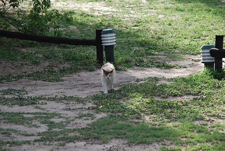 Die Hauskatze kommt