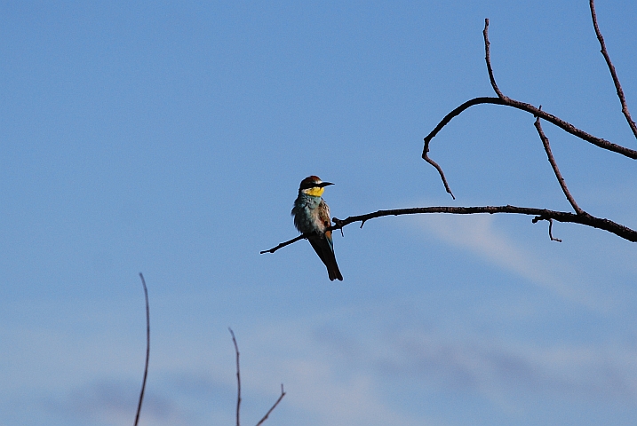 European Bee-eater (Europ&auml;ischer Bienenfresser)