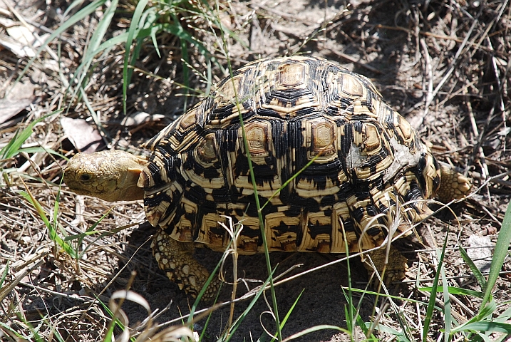 ... die Schildkr&ouml;te eher gem&auml;chlich