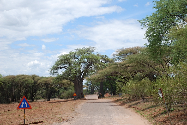 Baobabs werden nicht gef&auml;llt, da wird die Strasse einfach etwas schmaler
