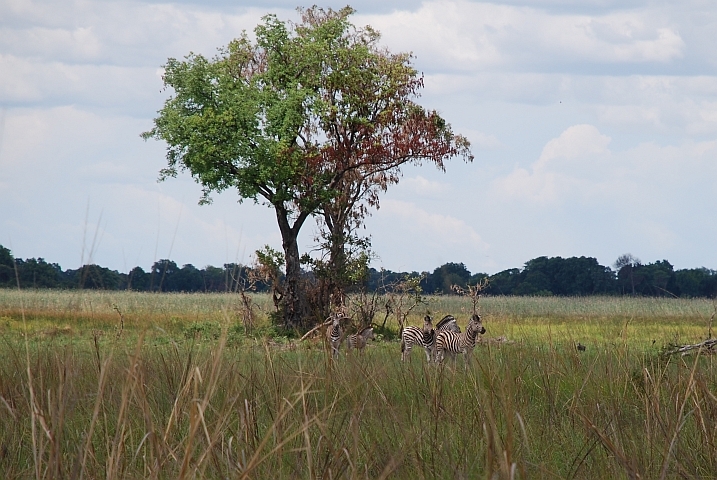 Doch noch etwas Wildlife: Zebras