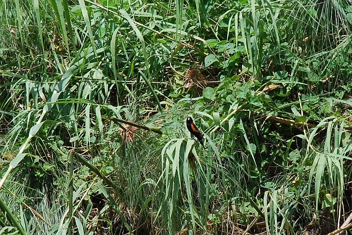 Red-shouldered oder Fan-tailed Widowbird (Stummelwida)
