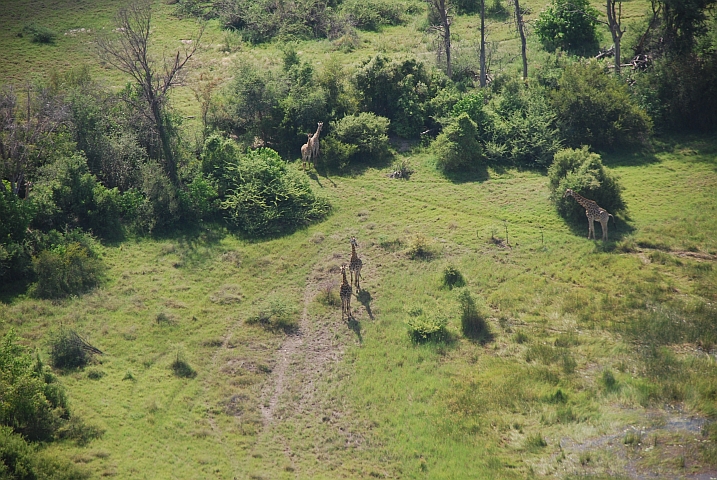 Die ersten Tiere: Giraffen