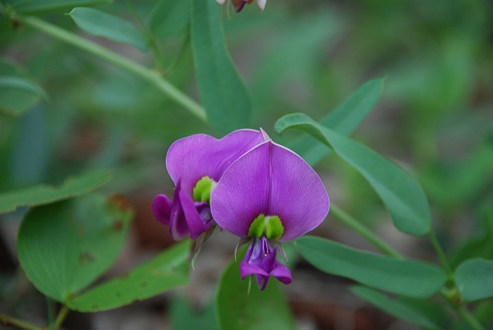 Unbekannte Bl&uuml;te