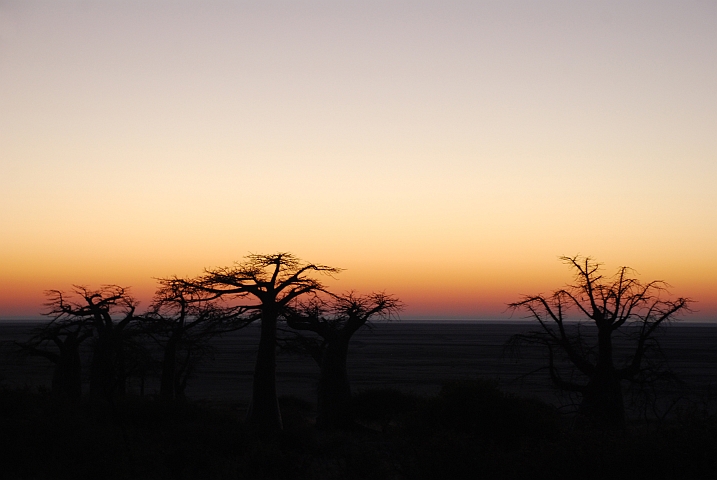 Magische Stimmung: Baobabs in der Morgend&auml;mmerung