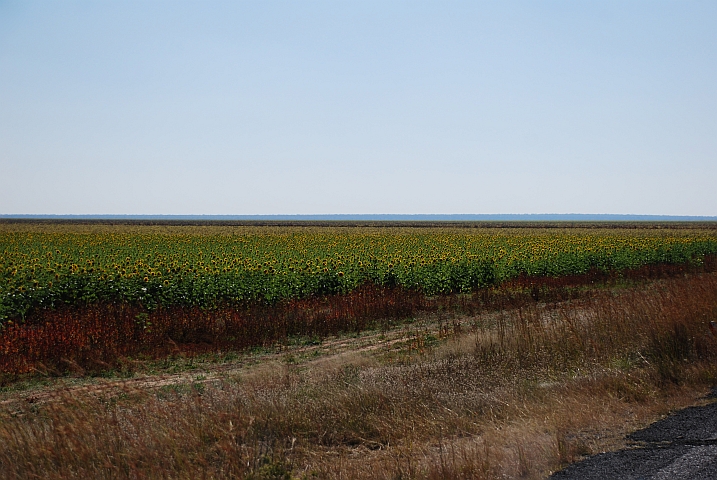 Diesmal sind auf den riesigen Feldern vor Pandamatenga unter anderem Sonnenblumen angepflanzt