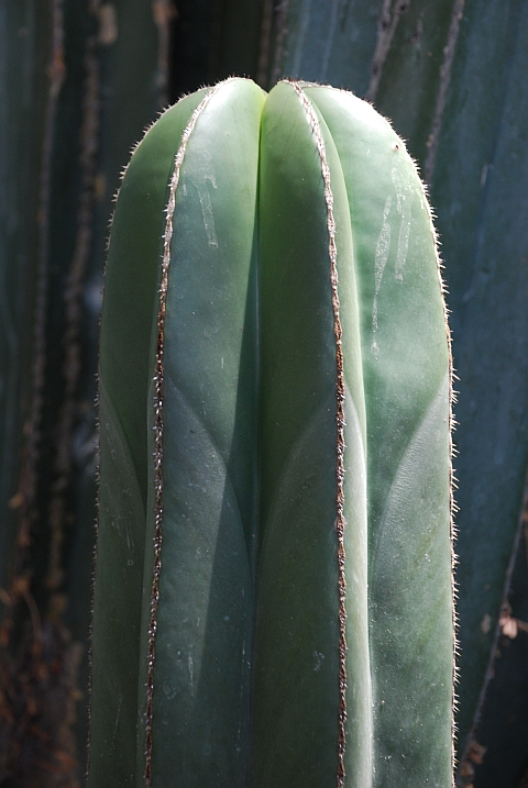 Kaktus