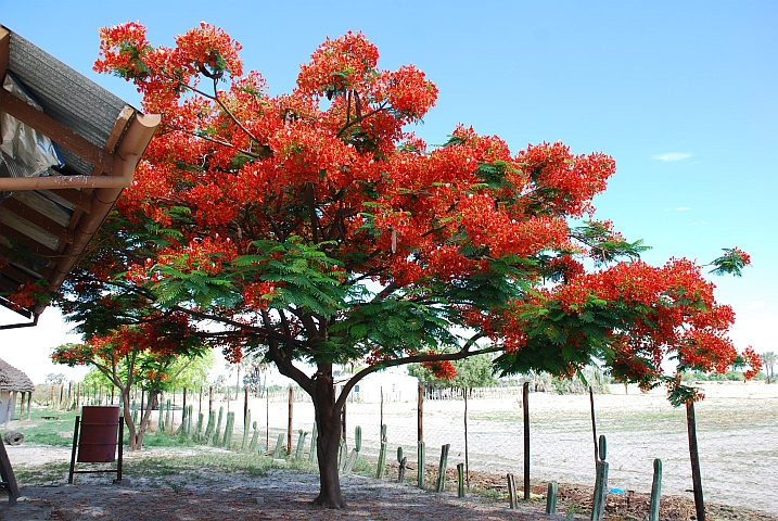 Flamboyant in Olukonda