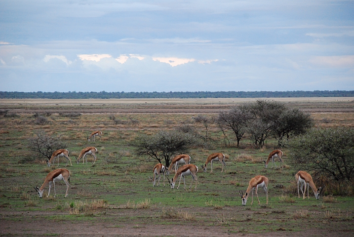 Springb&ouml;cke (Springbok)