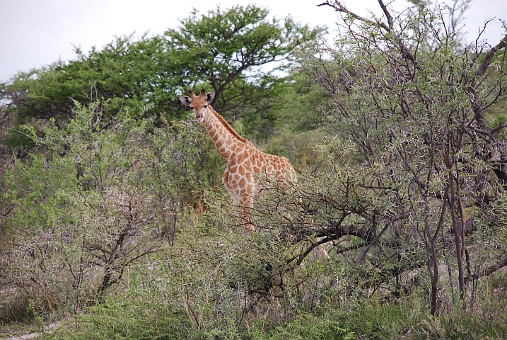 Giraffenkind