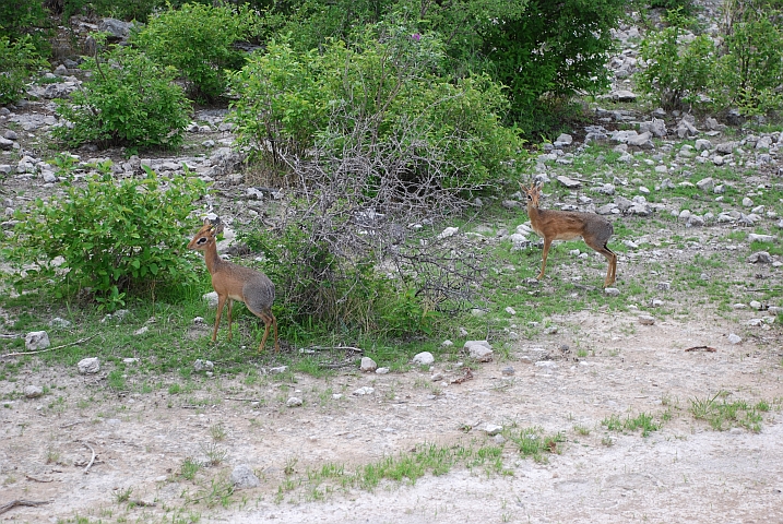 Damara Dik-Dik Paar