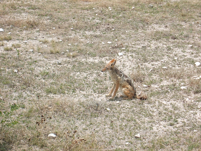 Sitzender Schwarzr&uuml;ckenschakal (Black-backed Jackal)