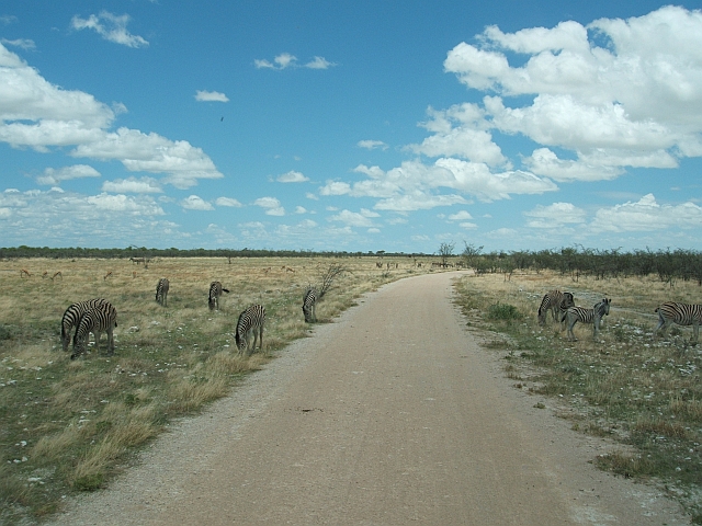 Etosha Nationalpark, Zebras und Springb&ouml;cke beim &auml;sen