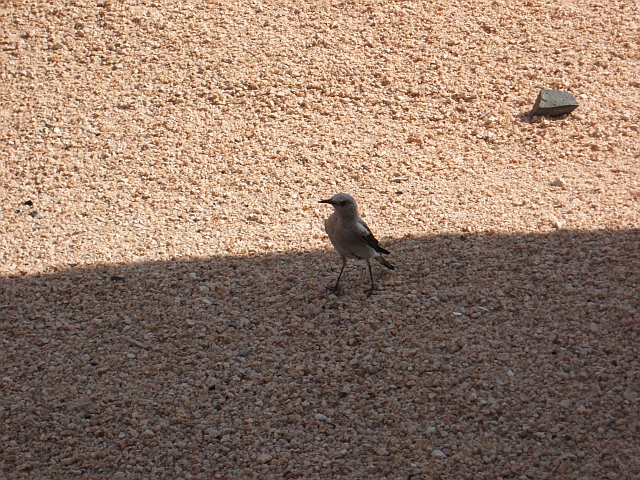 Mountain Wheatear (Bergschm&auml;tzer)