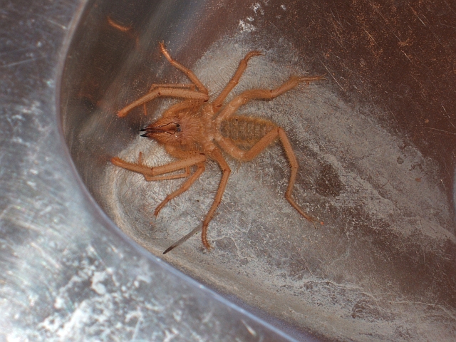 H&uuml;bsche, kleine Spinne im Waschbecken unseres Camps in Gochas