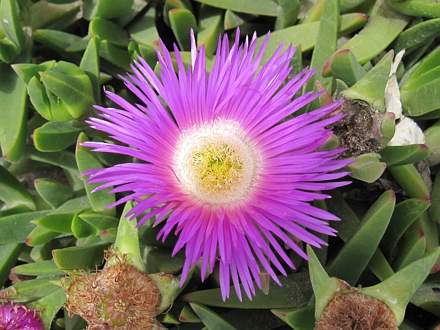 Lilafarbene Bl&uuml;te in Swakopmund