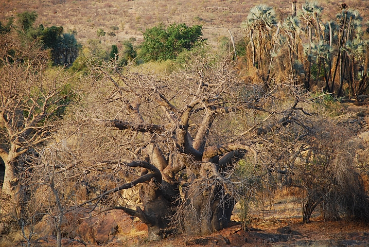 Baobab an den Epupa F&auml;llen