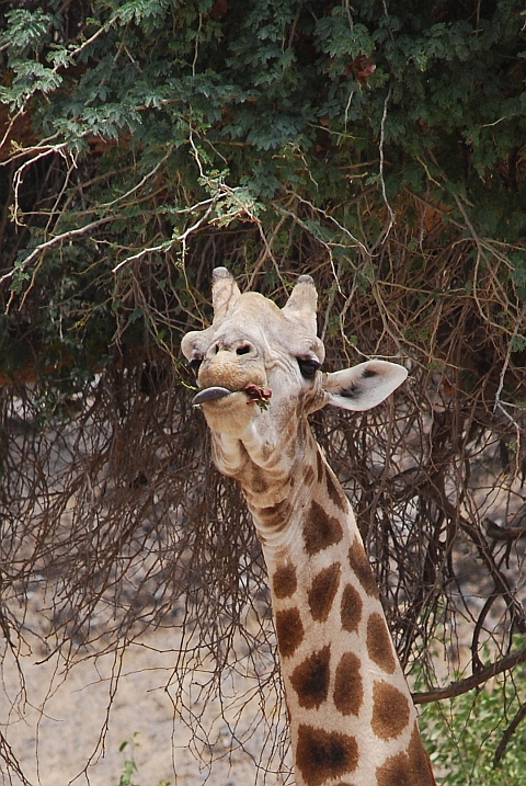 Giraffe beim Bl&auml;tter schmausen