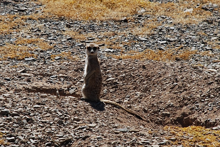 Suricate&nbsp;- sieht einfach cool aus