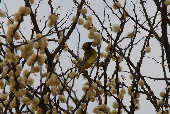 Ein Southern Masked Weaver (Maskenweber) im &Uuml;bergangskleid